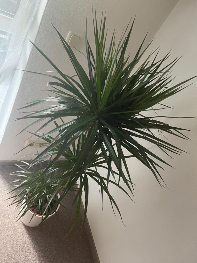 Kingsize Bett Boho Apartment Mit Tiefgarage Naehe Salzburg 프라일라싱 외부 사진